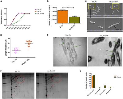 Expression of a unique M. tuberculosis DNA MTase Rv1509 in M. smegmatis alters the gene expression pattern and enhances virulence